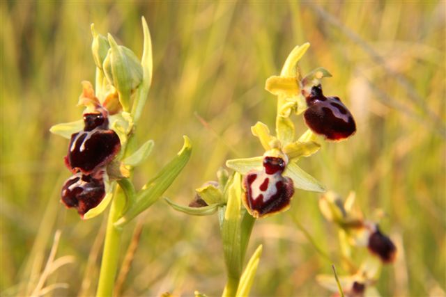 Orchidee a Matera e dintorni